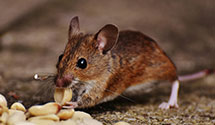 24 Hour & Emergency Exterminators in Girdler, KY